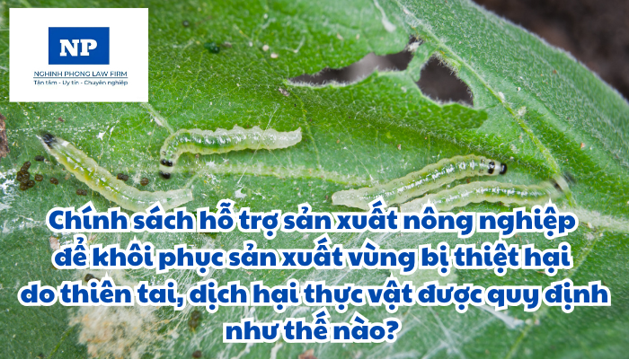 Chính sách hỗ trợ sản xuất nông nghiệp để khôi phục sản xuất vùng bị thiệt hại do thiên tai, dịch hại thực vật được quy định như thế nào?