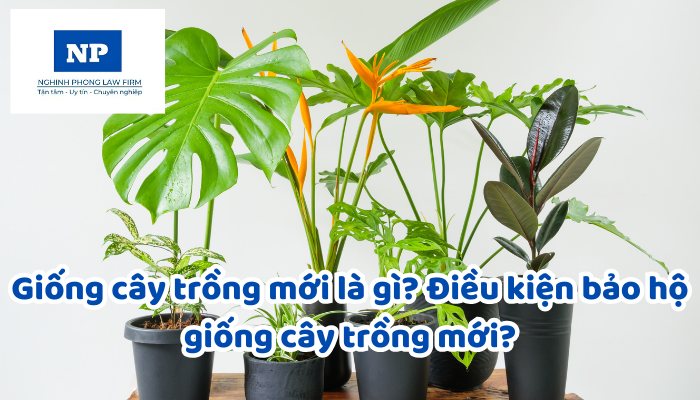 Giống cây trồng mới là gì? Điều kiện bảo hộ giống cây trồng mới?